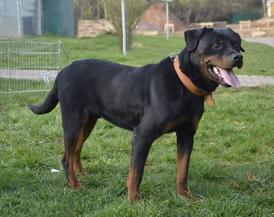 Tier der Woche: Chapter (Foto: Tierheim Nordhausen) Tier der Woche: Chapter (Foto: Tierheim Nordhausen)