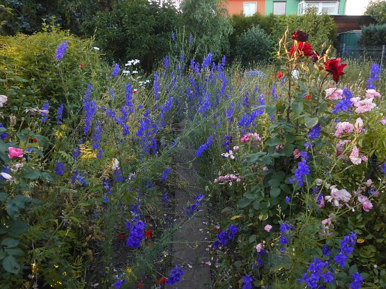 Sommerliches Blumenmeer (Foto: Bernd Thielbeer)