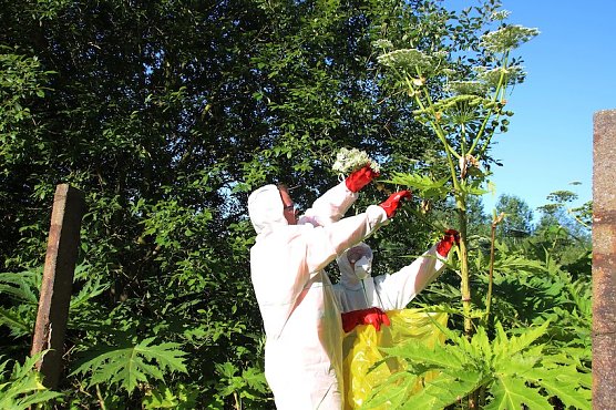 Bärenklau-Bekämpfung (Foto: Stadt Nordhausen) Bärenklau-Bekämpfung (Foto: Stadt Nordhausen)