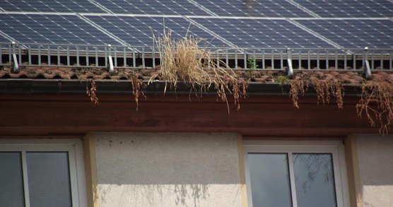 Entdeckt (Foto: nnz)