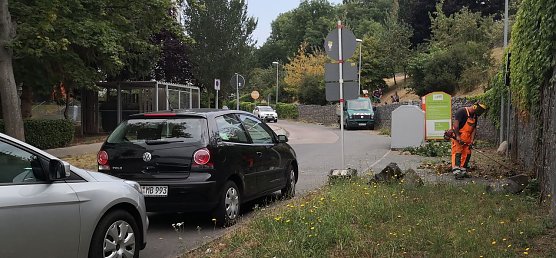 Wildwuchs wird beseitigt (Foto: nnz)