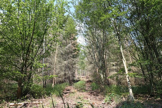 Viel Braun im Grün - abgestorbenes Holz zwischen sattem Grün (Foto: Angelo Glashagel) Viel Braun im Grün - abgestorbenes Holz zwischen sattem Grün (Foto: Angelo Glashagel)