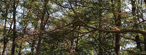 D&uuml;rresch&auml;den (Foto: Pressestelle Stadt Nordhausen)