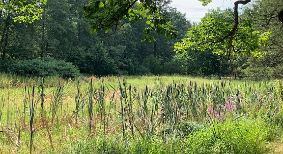 wetter (Foto: oas) wetter (Foto: oas)
