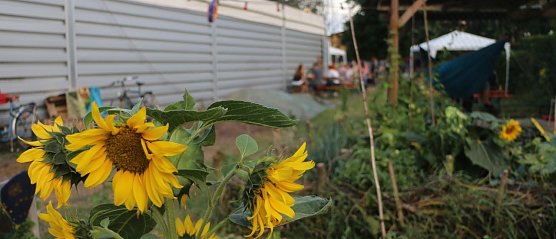 Sommerfest im Gemeinschaftsgarten hinter dem Horizont (Foto: Angelo Glashagel)