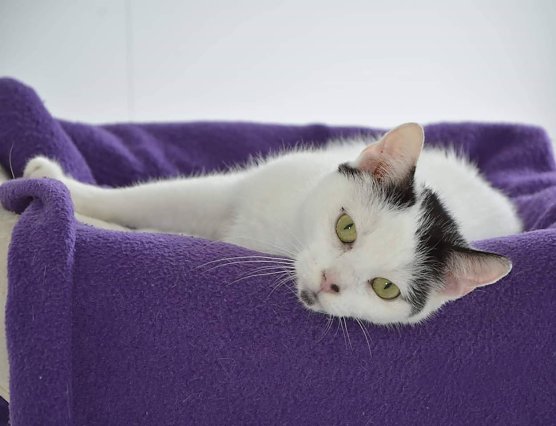 Beate (Foto: Tierheim Nordhausen )