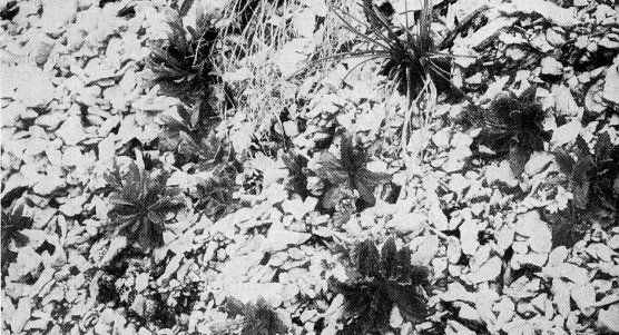 Historische Aufnahme (Foto: Meusel/Archiv Schwarzberg)