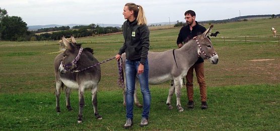 Th&uuml;ringer Waldesel (Foto: Kurt Frank)