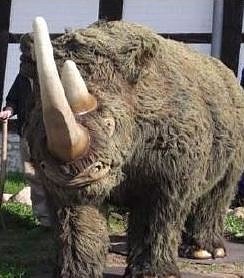 wllnashorn (Foto: Tim Schaefer) wllnashorn (Foto: Tim Schaefer)