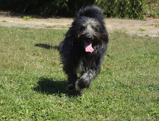 Tier der Woche: Sammy (Foto: Tierheim Nordhausen)