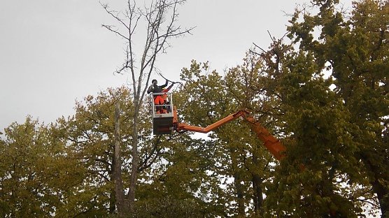 b&auml;ume f&auml;llen (Foto: Kurt Frank)