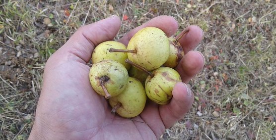 Wildbirne (Foto: B. Schwarzberg)