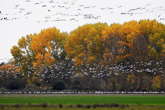 Kraniche (Foto: Herbert Buchholz) Kraniche (Foto: Herbert Buchholz)