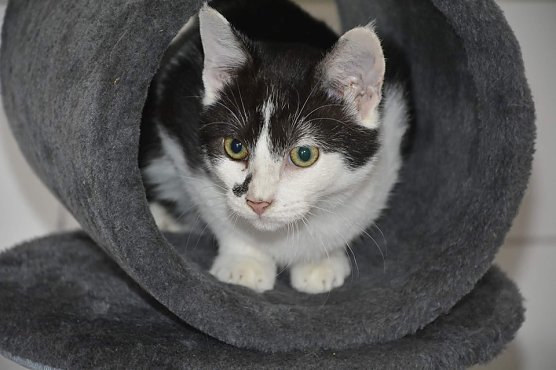 Nelli (Foto: Tierheim)