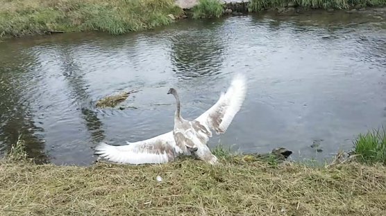 schwan (Foto: S. Dietzel)