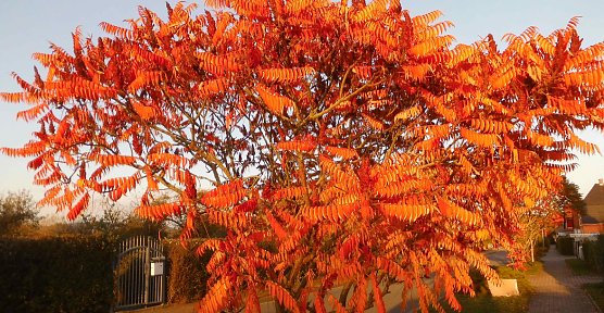 Herbst (Foto: Bernd Thielbeer)