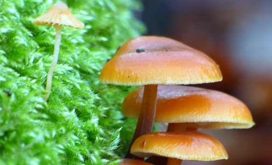 Pilze (Foto: Anja Apel)