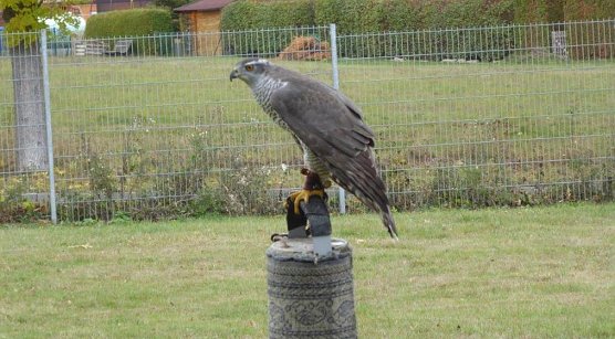 Habicht (Foto: Otfried Pabst) Habicht (Foto: Otfried Pabst)