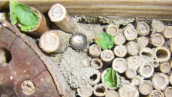 Bienenhotel (Foto: Wilhelm Roth) Bienenhotel (Foto: Wilhelm Roth)