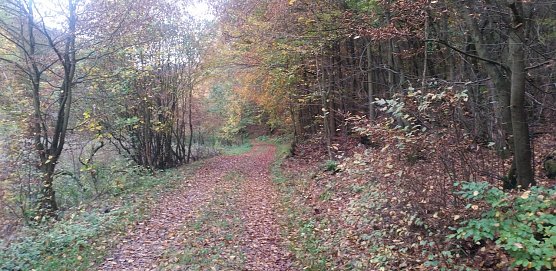 wald (Foto: Berberich)
