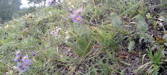 Aster (Foto: Bodo Schwarzberg)