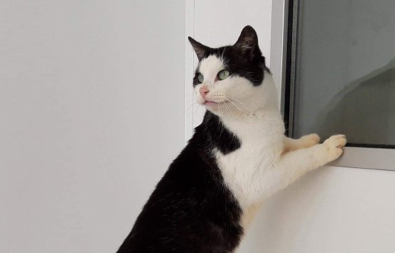 Tier der Woche: Bolto (Foto: Tierheim Nordhausen) Tier der Woche: Bolto (Foto: Tierheim Nordhausen)