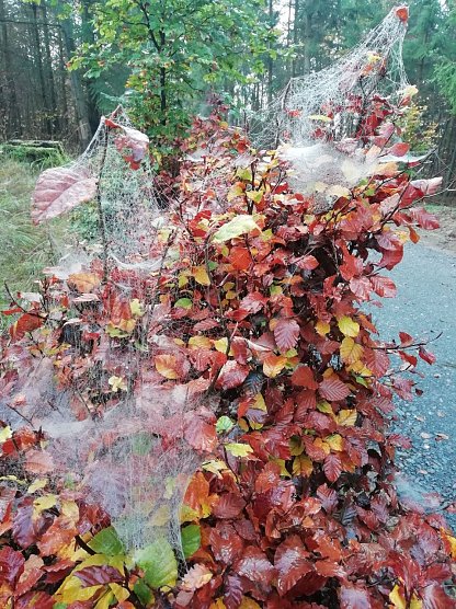 Herbst (Foto: W.J&ouml;rgens)