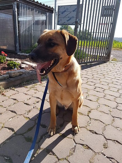 blue (Foto: Tierheim)