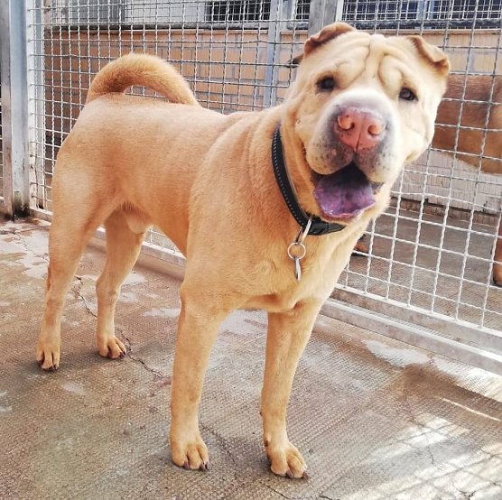 Tier der Woche: Hannibal (Foto: Tierheim Nordhausen) Tier der Woche: Hannibal (Foto: Tierheim Nordhausen)