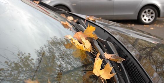 Hrbstlaub (Foto: T&Uuml;V Th&uuml;ringen)