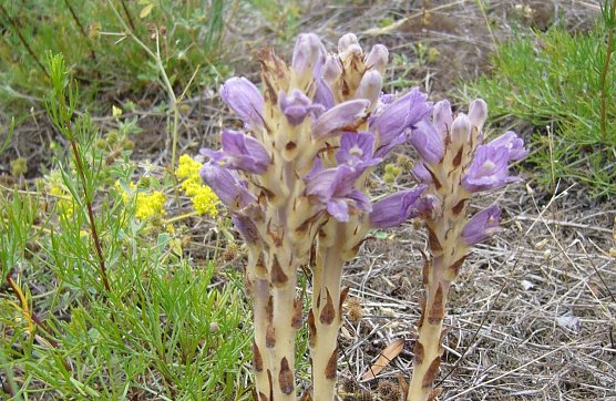 Sand-Sommerwurz (Foto: J. Pusch) Sand-Sommerwurz (Foto: J. Pusch)