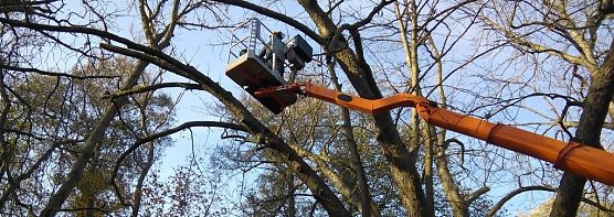 Baumschnitt (Foto: Kurt Frank)