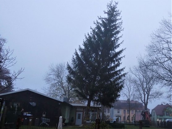 Kleingartenverein "Sparte Salza" spendete Baum f&uuml;r Nordh&auml;user Weihnachtsmarkt (Foto: Werner Schumann)