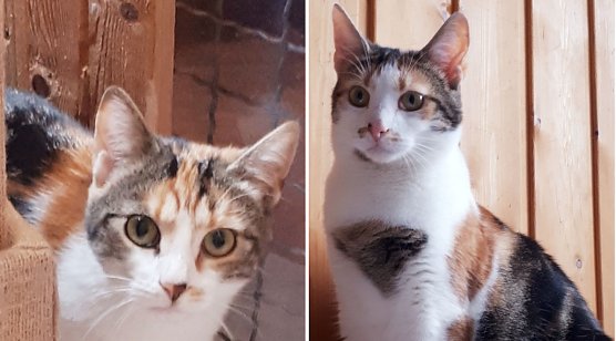 Tina und Trienchen (Foto: Tierschutzverein Nordhausen)