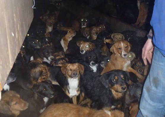 In Niederbayern entdeckt (Foto: Deutscher Tierschutzbund)