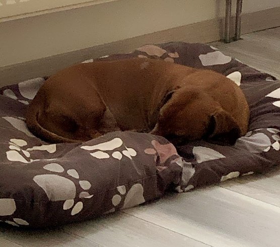 Dackel Eddy ruht sich nach seinem "Ausflug" erst einmal aus (Foto: S. Dietzel) Dackel Eddy ruht sich nach seinem "Ausflug" erst einmal aus (Foto: S. Dietzel)