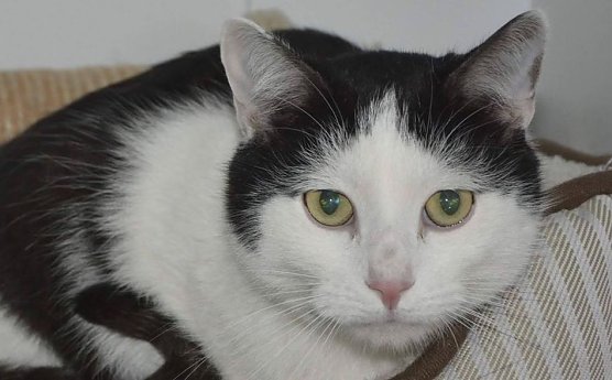 Kater Lucky (Foto: TierheimNordhausen)