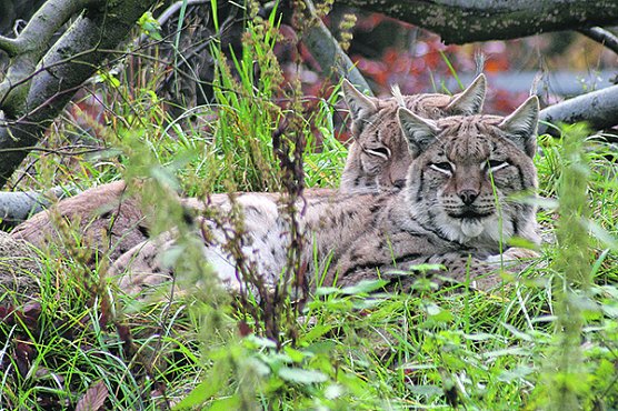 Mehr Besucher im Tierpark Hexentanzplatz (Foto: Harzer Bergtheater & Waldb&uuml;hne Altenbrak)