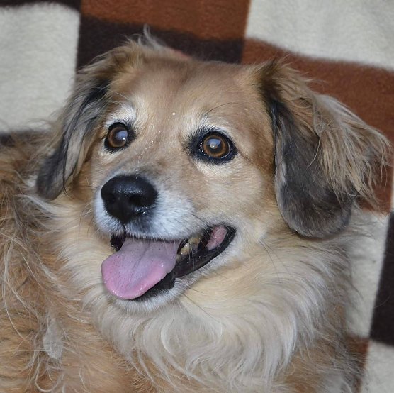 Tier der Woche: Karli (Foto: Tierheim Nordhausen)