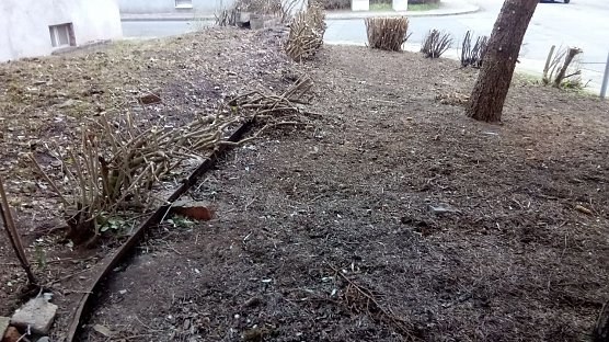 Buschwerk entfernt (Foto: A. Adlerauge) Buschwerk entfernt (Foto: A. Adlerauge)