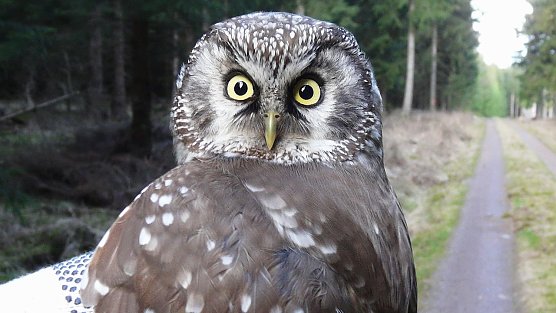 raufusskauz (Foto: Verein Nordhäuser Ornithologen) raufusskauz (Foto: Verein Nordhäuser Ornithologen)