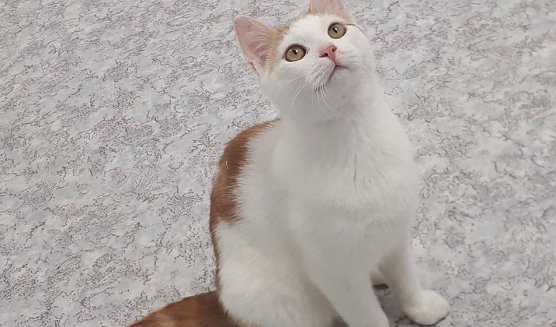 Mico (Foto: Tierheim Nordhausen)