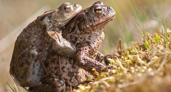 Erdkr&ouml;tenpaar (Foto: Leo/fokus-natur.de)