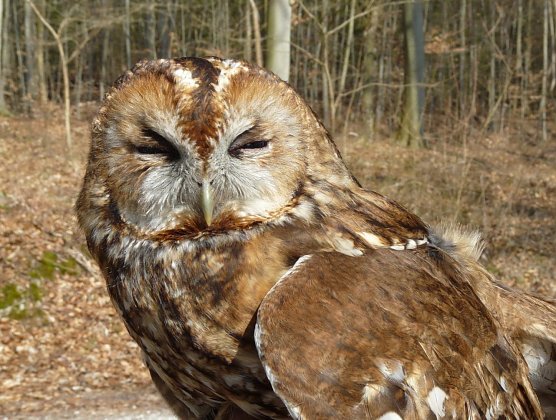Waldkauz-Weibchen (Foto: Manfred Wagner) Waldkauz-Weibchen (Foto: Manfred Wagner)