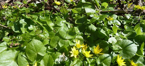 Wanderung (Foto: A.Apel) Wanderung (Foto: A.Apel)