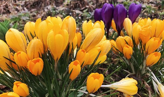 Frühblüher (Foto: Stadt Nordhausen) Frühblüher (Foto: Stadt Nordhausen)