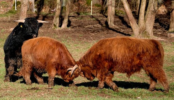 Fr&uuml;hlingsgef&uuml;hle in Neustadt (Foto: Peter Blei)