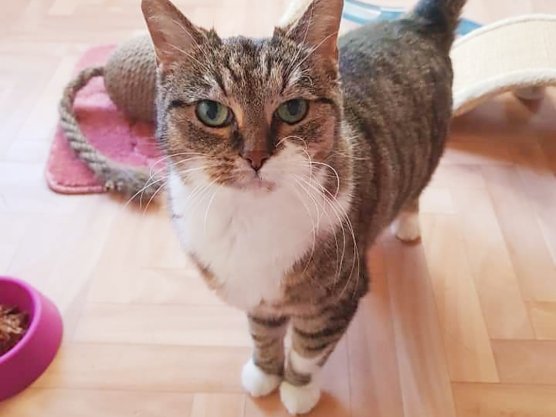 Vermittlungstier Murka (Foto: Tierschutz Nordhausen)