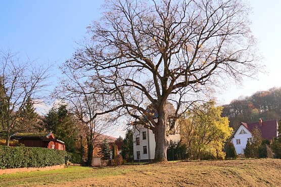 Im Ahornpark Ilfeld soll eine neue Sitzgruppe entstehen (Foto: Judith Hesse) Im Ahornpark Ilfeld soll eine neue Sitzgruppe entstehen (Foto: Judith Hesse)