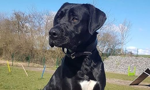 snoopy (Foto: THN) snoopy (Foto: THN)